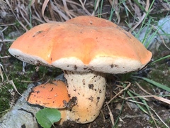 Tylopilus balloui