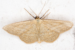 Scopula virgulata