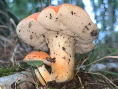 Tylopilus balloui