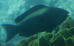 Cetoscarus bicolor