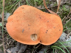 Tylopilus balloui