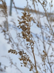 Atriplex sagittata