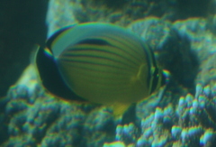 Chaetodon austriacus