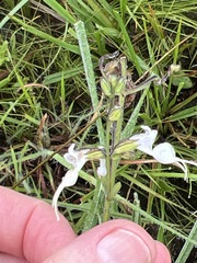 Syncolostemon concinnus