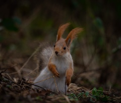 Sciurus vulgaris
