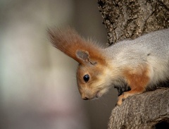 Sciurus vulgaris