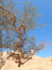 Vachellia tortilis