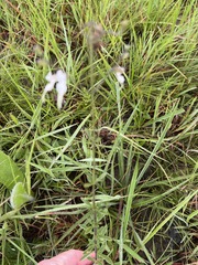 Syncolostemon concinnus