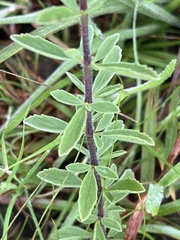 Syncolostemon concinnus