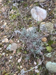 Helichrysum stoechas