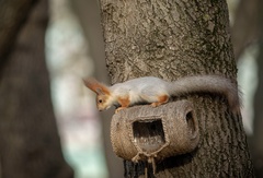 Sciurus vulgaris