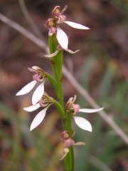 Eriochilus dilatatus
