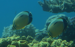 Chaetodon austriacus