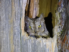 Otus scops