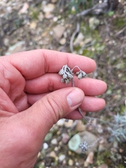 Helichrysum stoechas