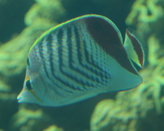 Chaetodon paucifasciatus
