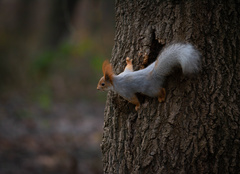 Sciurus vulgaris