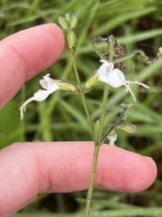 Syncolostemon concinnus