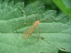 Limonia phragmitidis