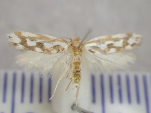 Thudaca cymatistis