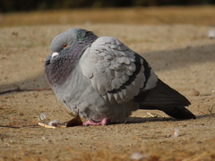 Columba livia domestica