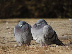 Columba livia domestica