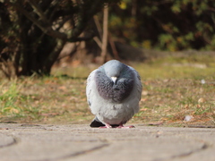 Columba livia domestica