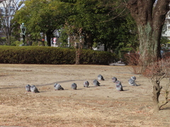 Columba livia domestica