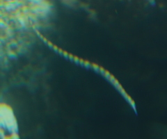 Syngnathidae