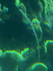 Syngnathidae