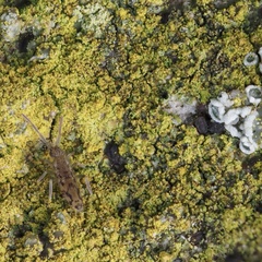 Entomobrya intermedia