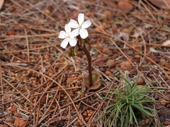 Drosera collina