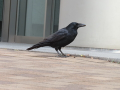 Corvus corone