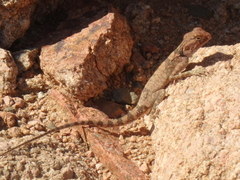 Pseudotrapelus sinaitus