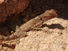 Pseudotrapelus sinaitus