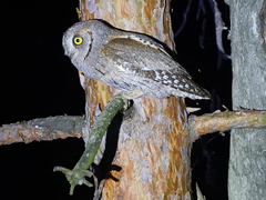 Otus scops