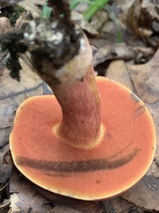 Lanmaoa