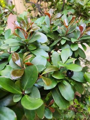 Machilus obovatifolia