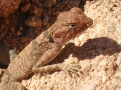 Pseudotrapelus sinaitus