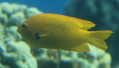 Pomacentrus sulfureus