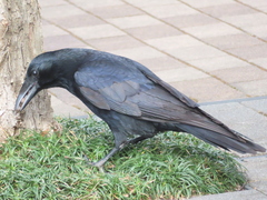 Corvus corone