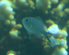 Chromis flavaxilla