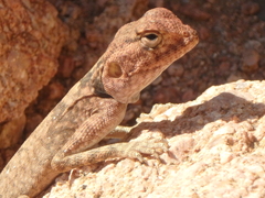 Pseudotrapelus sinaitus