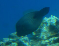 Amanses scopas