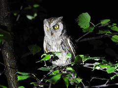Otus scops