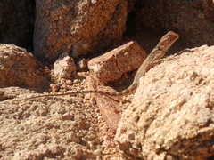 Pseudotrapelus sinaitus