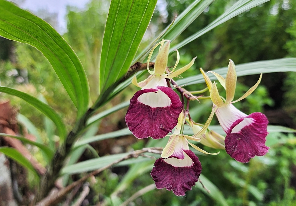Galeandra blanchetii