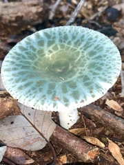 Russula parvovirescens