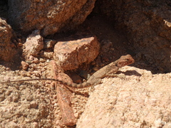 Pseudotrapelus sinaitus