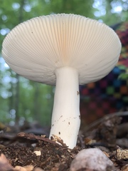 Russula parvovirescens
